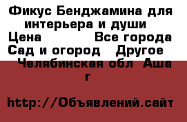 Фикус Бенджамина для интерьера и души › Цена ­ 2 900 - Все города Сад и огород » Другое   . Челябинская обл.,Аша г.